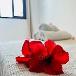 Lavitalsol Lägenhet Costa Adeje (Tenerife)